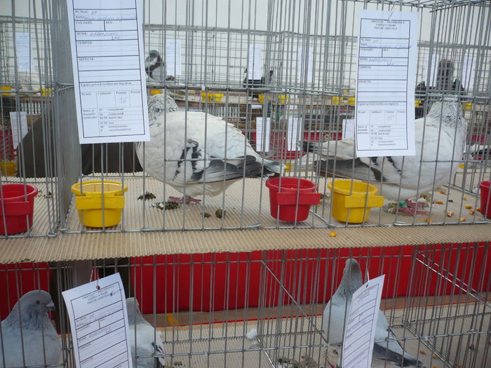 P1060008 - Expozitie 2015 - 14 Februarie - Medias -Asociatia columbofila Tarnava-Mare