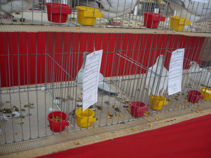 P1060009 - Expozitie 2015 - 14 Februarie - Medias -Asociatia columbofila Tarnava-Mare