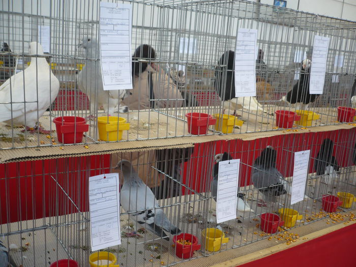 P1060014 - Expozitie 2015 - 14 Februarie - Medias -Asociatia columbofila Tarnava-Mare