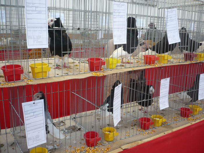 P1060016 - Expozitie 2015 - 14 Februarie - Medias -Asociatia columbofila Tarnava-Mare