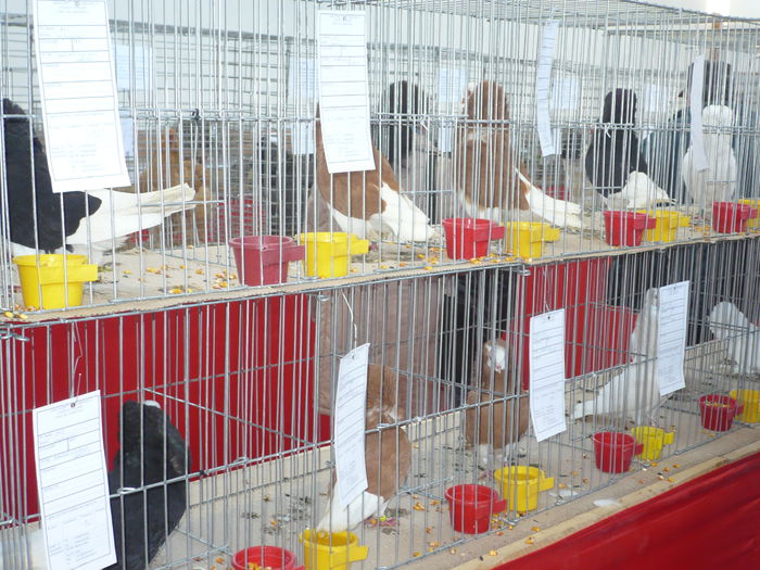 P1060019 - Expozitie 2015 - 14 Februarie - Medias -Asociatia columbofila Tarnava-Mare