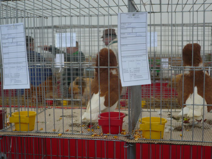 P1060022 - Expozitie 2015 - 14 Februarie - Medias -Asociatia columbofila Tarnava-Mare