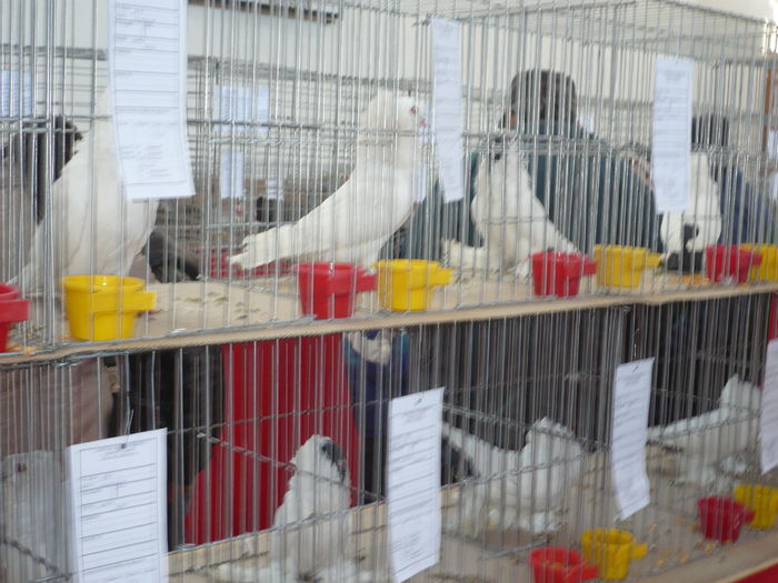 P1060024 - Expozitie 2015 - 14 Februarie - Medias -Asociatia columbofila Tarnava-Mare