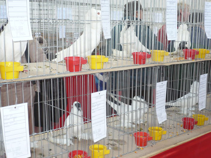 P1060025 - Expozitie 2015 - 14 Februarie - Medias -Asociatia columbofila Tarnava-Mare