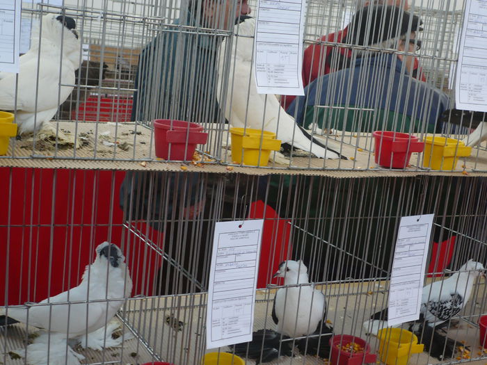 P1060026 - Expozitie 2015 - 14 Februarie - Medias -Asociatia columbofila Tarnava-Mare