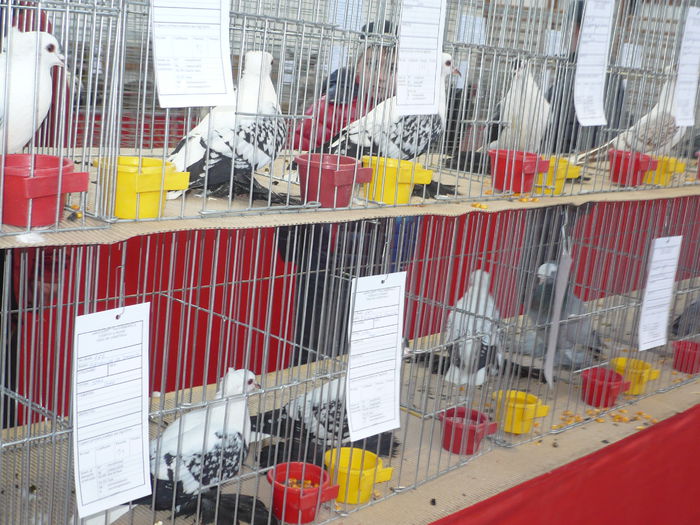 P1060027 - Expozitie 2015 - 14 Februarie - Medias -Asociatia columbofila Tarnava-Mare