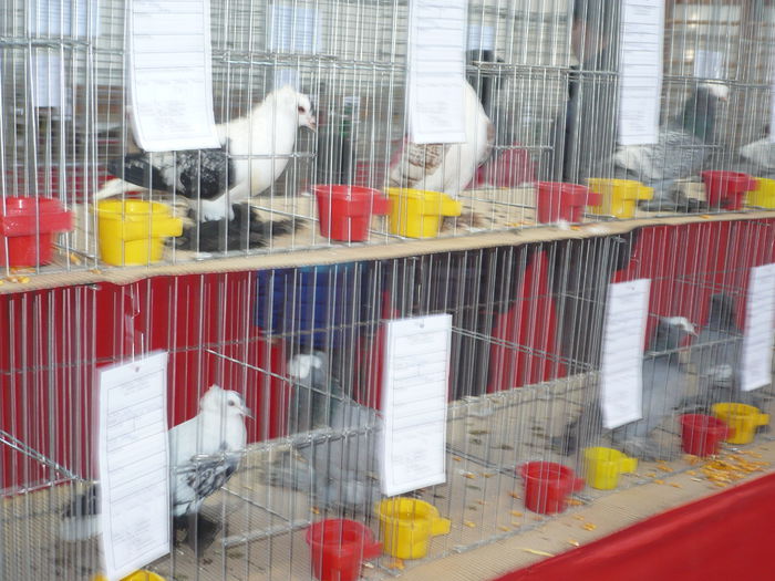 P1060028 - Expozitie 2015 - 14 Februarie - Medias -Asociatia columbofila Tarnava-Mare
