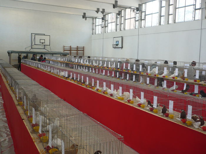 P1060042 - Expozitie 2015 - 14 Februarie - Medias -Asociatia columbofila Tarnava-Mare