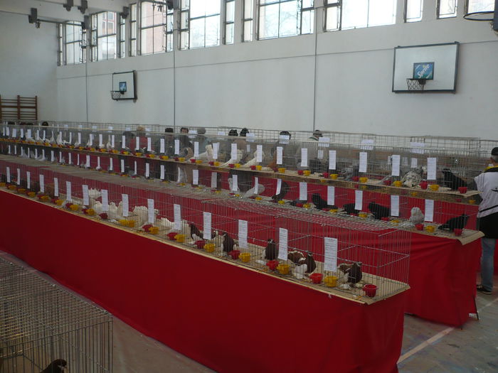 P1060043 - Expozitie 2015 - 14 Februarie - Medias -Asociatia columbofila Tarnava-Mare