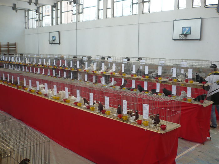 P1060044 - Expozitie 2015 - 14 Februarie - Medias -Asociatia columbofila Tarnava-Mare