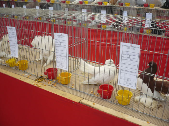 P1060048 - Expozitie 2015 - 14 Februarie - Medias -Asociatia columbofila Tarnava-Mare