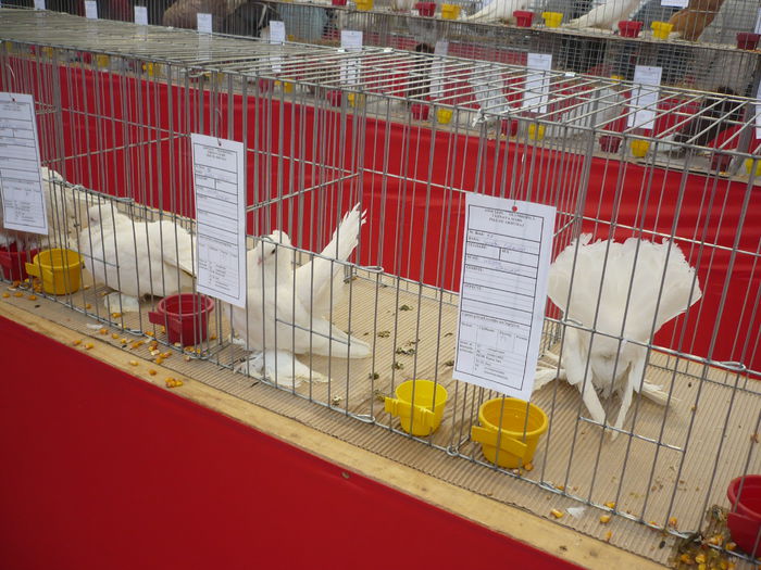 P1060049 - Expozitie 2015 - 14 Februarie - Medias -Asociatia columbofila Tarnava-Mare