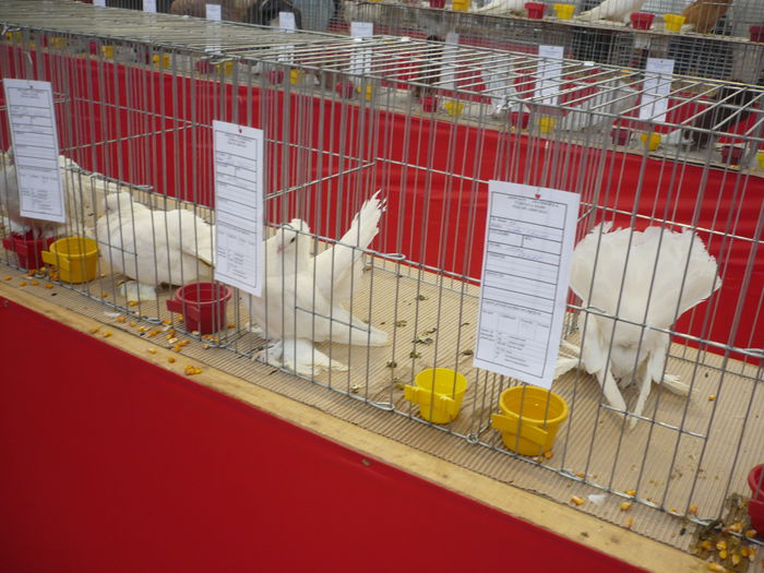 P1060050 - Expozitie 2015 - 14 Februarie - Medias -Asociatia columbofila Tarnava-Mare