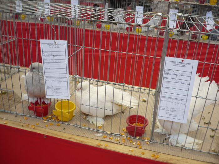 P1060051 - Expozitie 2015 - 14 Februarie - Medias -Asociatia columbofila Tarnava-Mare