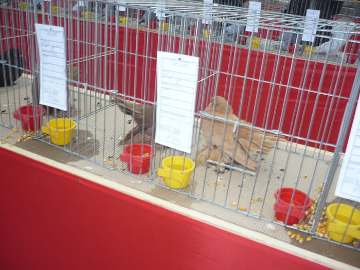 P1060054 - Expozitie 2015 - 14 Februarie - Medias -Asociatia columbofila Tarnava-Mare