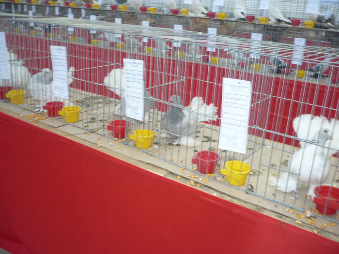 P1060058 - Expozitie 2015 - 14 Februarie - Medias -Asociatia columbofila Tarnava-Mare