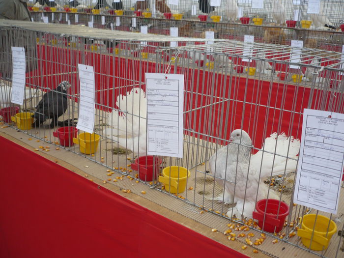 P1060059 - Expozitie 2015 - 14 Februarie - Medias -Asociatia columbofila Tarnava-Mare