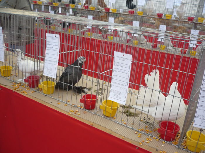 P1060060 - Expozitie 2015 - 14 Februarie - Medias -Asociatia columbofila Tarnava-Mare