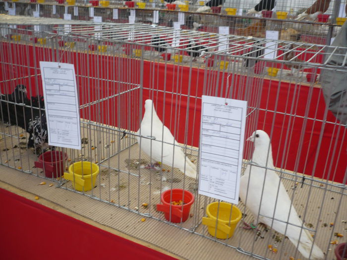 P1060062 - Expozitie 2015 - 14 Februarie - Medias -Asociatia columbofila Tarnava-Mare