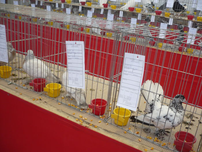 P1060066 - Expozitie 2015 - 14 Februarie - Medias -Asociatia columbofila Tarnava-Mare