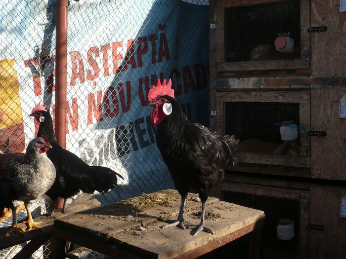 P1060107 - Expozitie 2015 - 14 Februarie - Medias -Asociatia columbofila Tarnava-Mare
