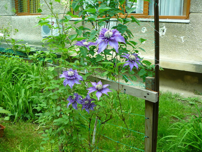 P1030815 - Clematite si alte plante din gradina 2015