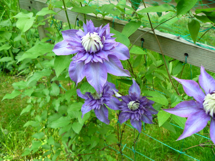 P1030817 - Clematite si alte plante din gradina 2015