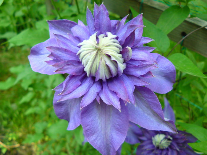 P1030818 - Clematite si alte plante din gradina 2015