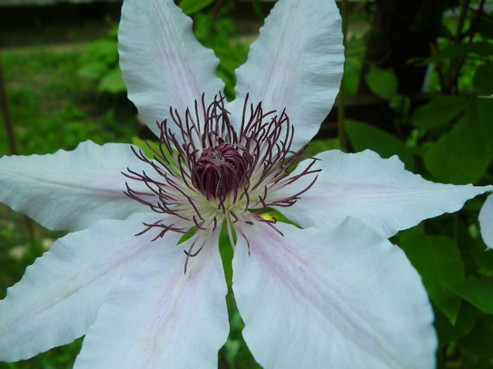 P1030824 - Clematite si alte plante din gradina 2015