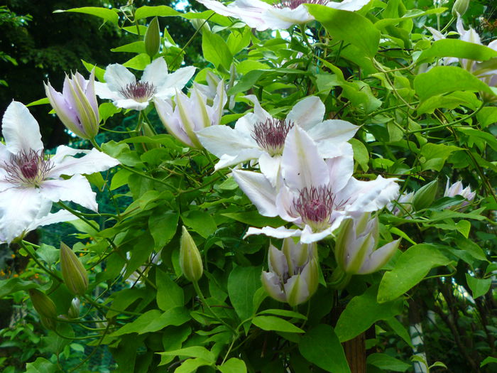 P1030825 - Clematite si alte plante din gradina 2015