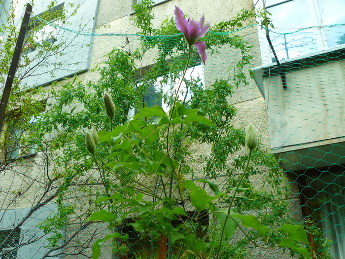 P1030826 - Clematite si alte plante din gradina 2015