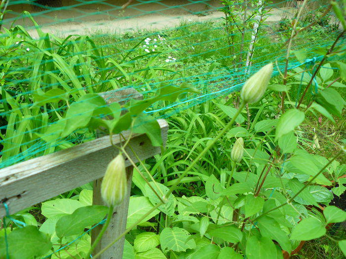 P1030827 - Clematite si alte plante din gradina 2015