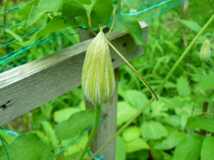 P1030828 - Clematite si alte plante din gradina 2015