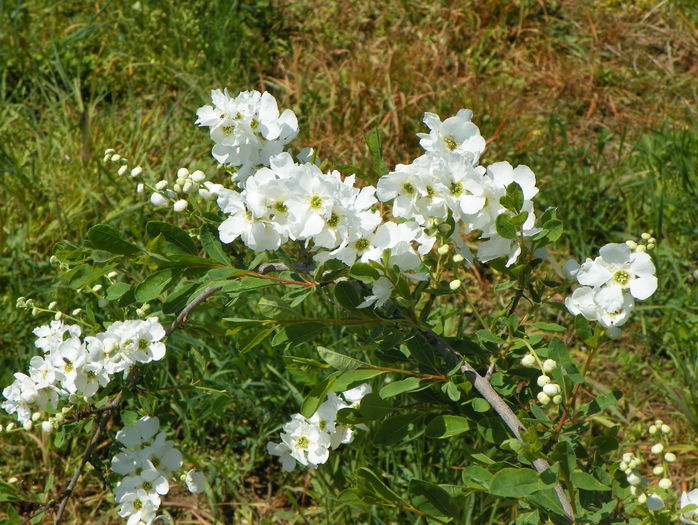 exochorda The Bride
