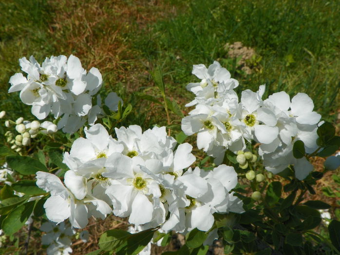 exochorda The Bride