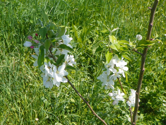 malus John Downie - z-Dobarland 2015