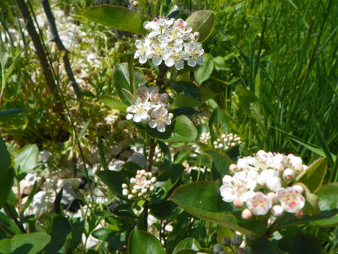 aronia Viking