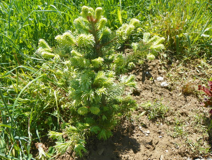 abies lasiocarpa arizonica
