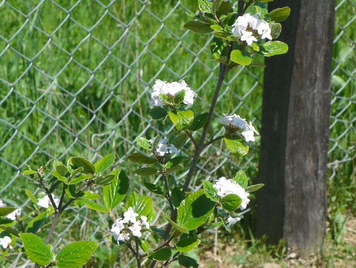 viburnum burkwoodi Anne Russell viburnum burkwoodi Anne Russell