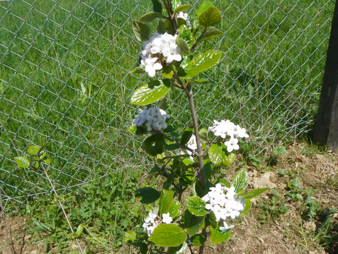 viburnum burkwoodi Anne Russell viburnum burkwoodi Anne Russell