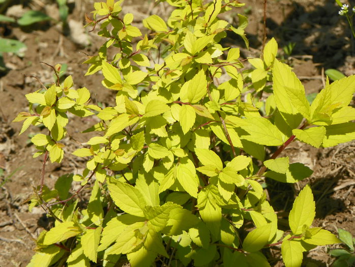 spiraea Goldmound spiraea Goldmound