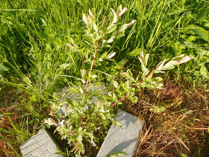 salix Hakuro Nishiki salix Hakuro Nishiki