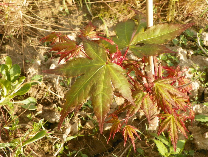 acer palmatum Asahi Zuru acer palmatum Asahi Zuru