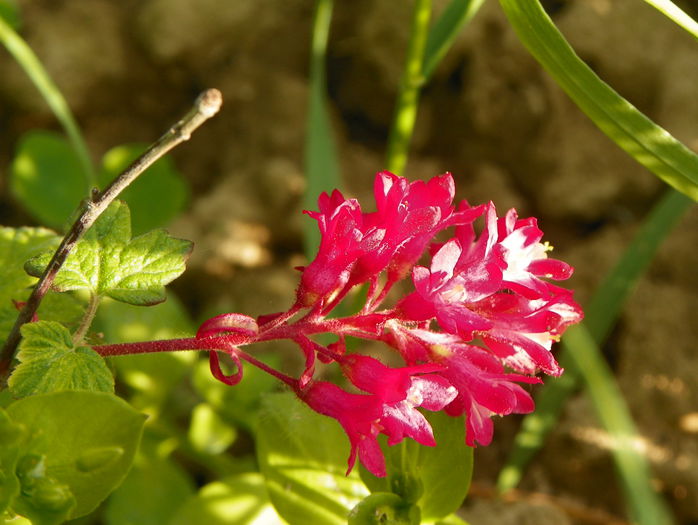 ribes sang. King Edward