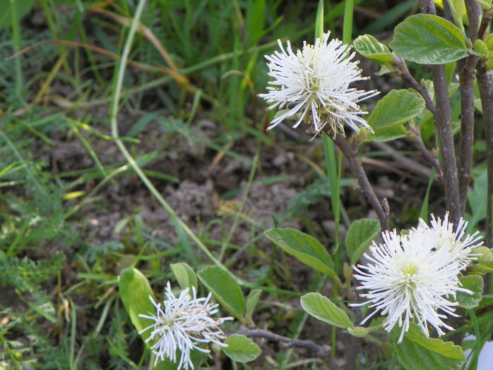 fothergilla major