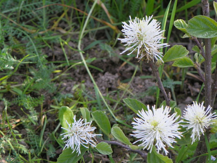 fothergilla major - z-Dobarland 2015