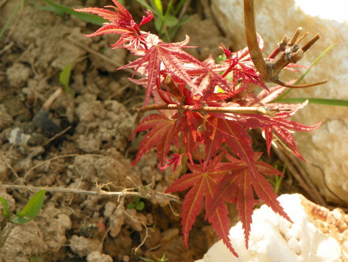 acer Phoenix