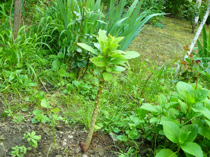 P1030832 - Brugmansia de vanzare-momentan epuizate