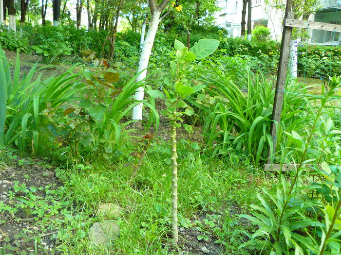 P1030833 - Brugmansia de vanzare-momentan epuizate