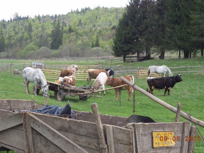 Am ajuns in poiana Tinoasa-1 - PLECAREA LA MUNTE CU OILE 2015